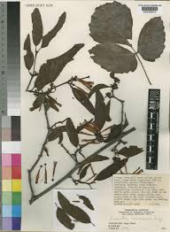 Image result for Agelanthus