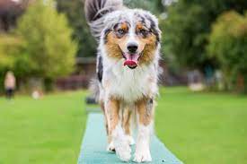 Australian Shepherd Training Tips Tricks Canna Pet