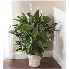 So keep your eyes peeled on your next visit, savannah in bloom is an experience you won't want to miss. 1 800 Flowers Peace Lily Plant For Sympathy Savannah Ga
