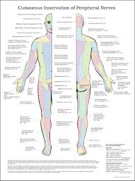 cutaneous innervation of peripheral nerves poster