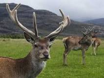 Image result for what is deer antler spray used for in golf