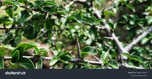 Image result for Canthium