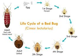 Our specialists are experienced and professional to evacuate bed bugs from the entire place without any health effect. Toronto Bed Bug Heat Treatment Solution Bed Bug Authority Canada