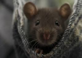 Eff Yeah Rats Pet Mice Pet Rats Cute Rats