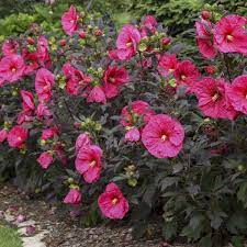 Check spelling or type a new query. Summerific Evening Rose Hibiscus Garden Crossings