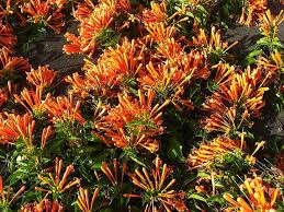 We did not find results for: Orange Flowers In Brisbane Australia Orange Flowers Plants Brisbane Australia