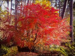 Messages 357 reaction score 340 location north carolina usda zone 7b jun 6, 2018 #1 i have recently been trying to develop this material. Buy Beni Komachi Japanese Maple The Tree Center