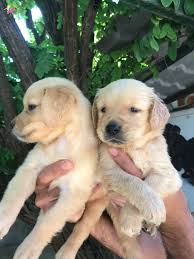 Satilik Golden Retriever Fiyatlari Kopek Dunyasi