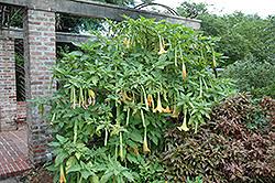 Image result for Brugmansia aurea