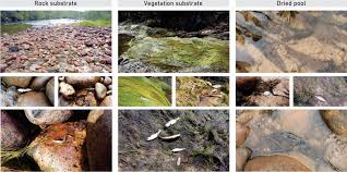 Image result for Pycreus capillifolius