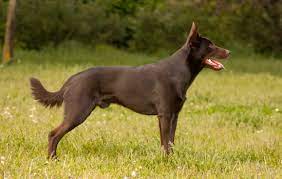 Kennel Meringa's Online Kelpie Database