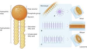 Simple diffusion is the diffusion of small, uncharged, or hydrophobic molecules from an area of high concentration to an area of low concentration across the cell membrane. Cell Membranes Sciencedirect