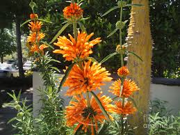 Lion S Tail Plant Leonotis Leonurus Photograph By Sofia Metal Queen Lion's tail is also known by the name wild dagga.