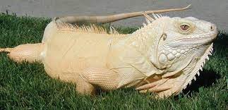 Iguana Rare Albino Animals Albino Animals Rare Animals