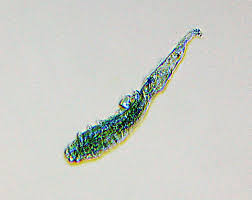 Image result for Demodex folliculorum