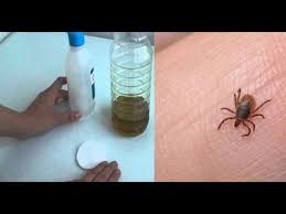 Maybe you would like to learn more about one of these? Como Combatir Las Pulgas En La Casa Actualizado Julio 2021