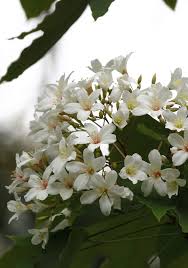 Image result for Vernicia