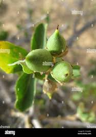 Image result for Cordia sinensis