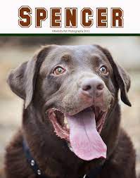 Humane League Of Lancaster County Meet Spencer Pandora S Deals Animal Lover Lancaster County Pets