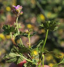 Image result for Pelargonium grossularioides