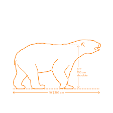The baby polar bear is called a cub in pretty much the same way as lions baby. Polar Bear Dimensions Drawings Dimensions Com