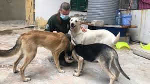 Homeless pet clubs (hpc) give students, civic leaders, and business owners a way to share their love of animals by promoting animal rescue, responsible pet ownership, adoption of shelter animals, and animal welfare. Rescue Organizations Save Dogs And Cats Despite Covid Cnn Travel