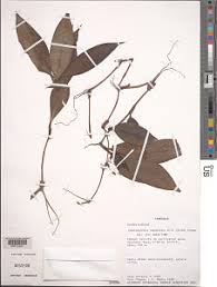 Image result for Stanfieldiella