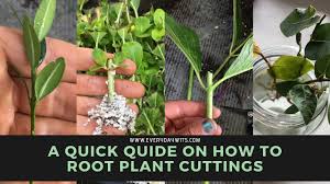 This guide will teach you everything there is to know! 5 Common Plant Cutting Questions Everydaywits