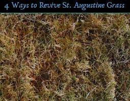 How to fix dead spots in st augustine grass. How Do You Revive St Augustine Grass 4 Ways To Bring It Back Cg Lawn