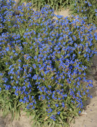 Image result for Anchusa capensis