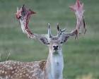 Deer Shedding Velvet Looks Painful But It's Perfectly Natural ...