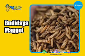 Free pdf, epub ebook download. Cara Budidaya Maggot
