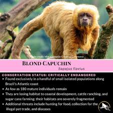 Pin On Featured Primate Species