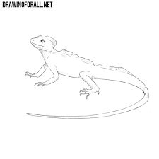 How To Draw A Basilisk Lizard