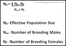 Effective Population Size Calculation Biology Exam Effective