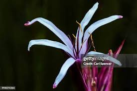 Image result for Crinum buphanoides