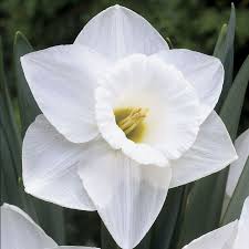 Narcissus Mount Hood Daffodil Bulbs Daffodils Moon Garden