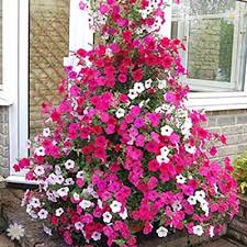 Huge Surfinias And Petunias Climbing Petunia Tidal Wave Mix