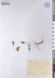 Image result for Subularia