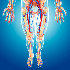 Popliteal fossa with all anatomical structures in medical imaging. Lower Body Anatomy Photograph By Pixologicstudio Science Photo Library