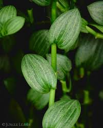 Image result for Aneilema zebrinum