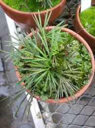 Image result for Actiniopteris