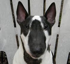 Black And White English Bull Terrier Puppy Bull Orca Miniature Bull Terrier Bull Terrier Mini Bull Terriers