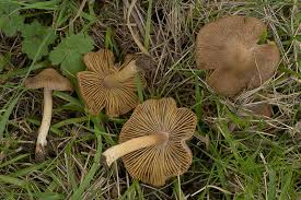 Image result for Inocybe hystrix