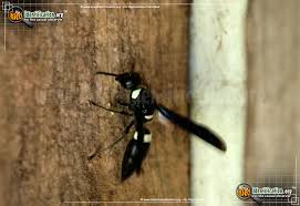 Black And White Striped Caterpillar With Yellow Belly Four Toothed Mason Wasp