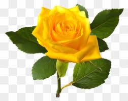 Check spelling or type a new query. Download Png Image Report Single Yellow Rose Flower Free Transparent Png Clipart Images Download