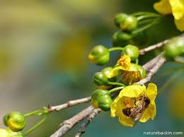Image result for Ochna natalitia