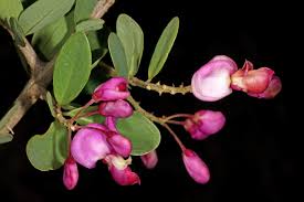 Image result for Securidaca longepedunculata