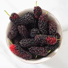 Mulberries belong to morus genus, moraceae family. What Are Mulberries
