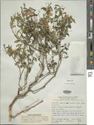 Image result for Barleria grandipetala